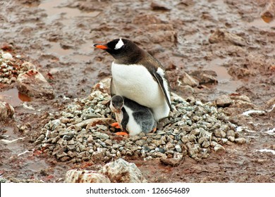 penguin bird nest