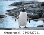 Gentoo Penguin on Petermann Island, Antarctica.