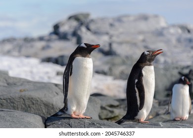 壁紙 ペンギン の写真素材 画像 写真 Shutterstock