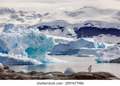 A gentoo penguin on a rock surrounded by the ocean and icebergs in Antarctica