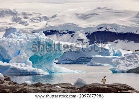 A gentoo penguin on a rock surrounded by the ocean and icebergs in Antarctica