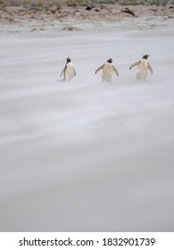 Gentoo Penguin On A Sandy Beach In The Falkland Islands In January.