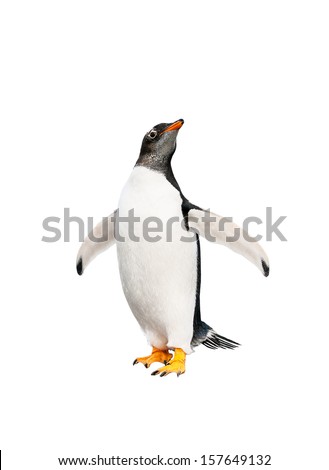 gentoo penguin over white background