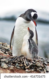 Gentoo Penguin Parent With A Chick In The Pebble Nest, Looking Upward At Its Parent