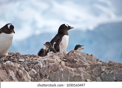 Gentoo Penguin Parent And Cute Baby Chick, Antarctic Peninsula, Antarctica