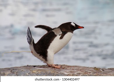 Gentoo Penguin Poop