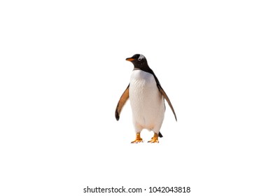 Gentoo Penguin Portrait Isolated On The White Background