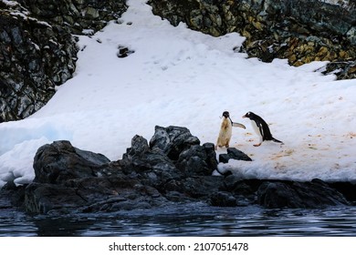 Gentoo Penguin (Pygoscelis Papua) Defends Its Coastal Territory From A Territorial Claim By An Adelie Penguin (Pygoscelis Adeliae) On The Antarctic Coast Of The Antarctic Peninsula Of Antarctica