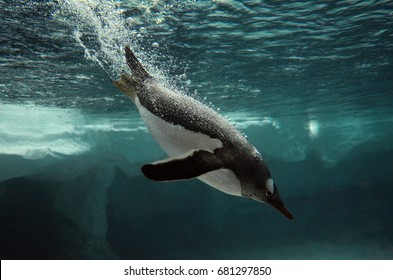 Gentoo penguin (Pygoscelis papua) diving in to water of the Southern Antarctic Ocean with cold iceberg in the background. No people. Copy space