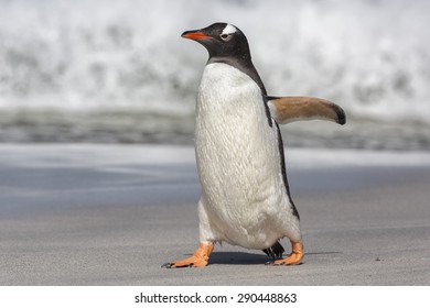 Gentoo Penguin, Pygoscelis papua, Falkland Islands - Shutterstock ID 290448863