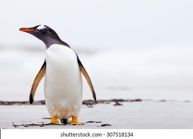 Gentoo Penguin (Pygoscelis Papua) Standing On A White Sand Beach. Falkland Islands.