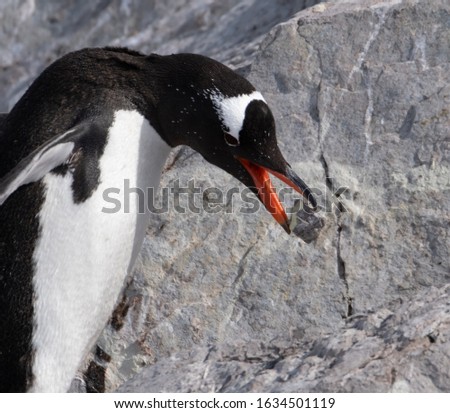 A Gentoo penguin returning to the nest brings its mate a stone as a courtship gesture, Neko Harbor, Antarctic Peninsula