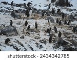 A Gentoo penguin rookery (also known as a colony) with chicks and nests. Some Adelie penguins can be seen in the rookery