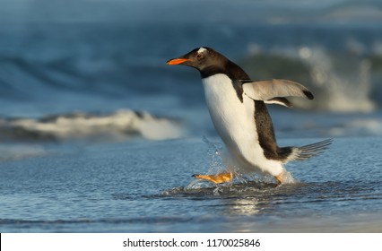 Gentoo Penguin Running To The Ocean, Falkland Islands