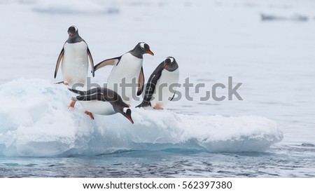 Gentoo Penguin runs over the snow in Antarctica
