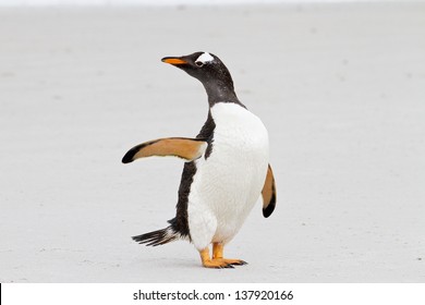 Gentoo Penguin Says Hello, Falkland Islands