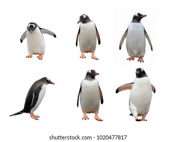 Gentoo Penguin Set Isolated On White