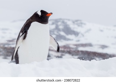 Gentoo Penguin In Snowstorm In Antarctica