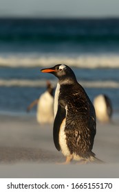 Gentoo Penguin Standing On A Sandy Beach, Falkland Islands.