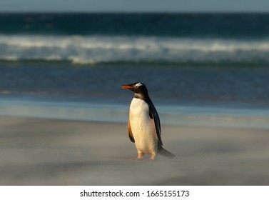 Gentoo Penguin Standing On A Sandy Beach, Falkland Islands.