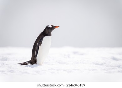 1,690 Penguin profile Images, Stock Photos & Vectors | Shutterstock