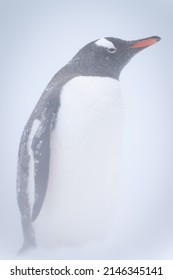 Gentoo Penguin Stands In Profile In Snowstorm