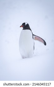 Gentoo Penguin Stands In Snow Raising Flipper