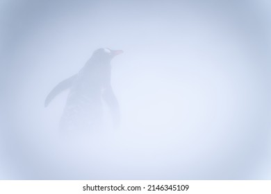 Gentoo Penguin Stands In Snowstorm Facing Away