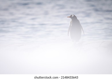 Gentoo Penguin Stands Turning Left In Snowstorm