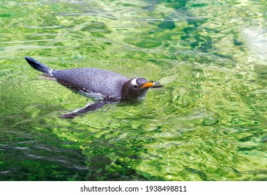 Gentoo penguin swims in the water.
The main plumage is black. It is distinguished by a white spot near the eyes. He holds the world record for underwater swimming. 