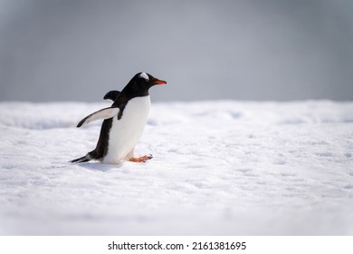 Gentoo penguin waddles across snow in sunshine