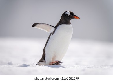 Gentoo penguin waddles across snow lifting foot