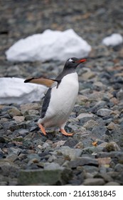 Gentoo Penguin Waddles Over Shingle Lifting Flipper