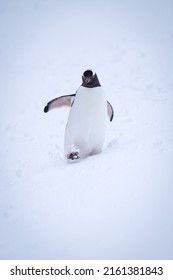 Gentoo Penguin Waddles Through Snow Lifting Flipper