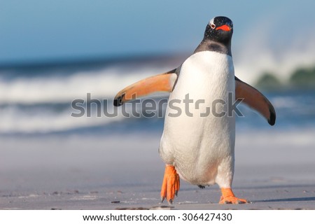 Gentoo Penguin walking on the Beach. Bertha's Beach. Falkland Islands.
