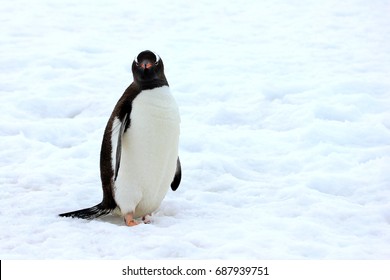 Gentoo Penguin Walking On Snow In Antarctic Peninsula, Antarctica