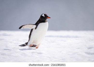 Gentoo Penguin Walks Across Snow Extending Flipper