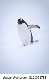 Gentoo Penguin Walks Down Hill Lifting Flipper