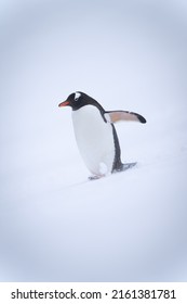 Gentoo Penguin Walks Down Slope Lifting Flipper