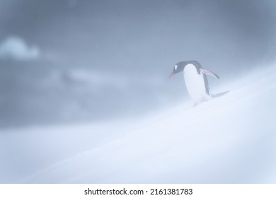 Gentoo Penguin Walks Down Slope In Snowstorm