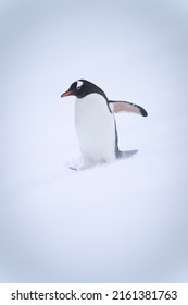 Gentoo Penguin Walks Through Snow Lifting Flipper