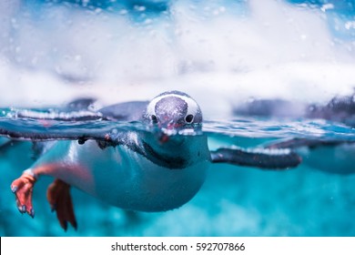 Gentoo Penguin in Water