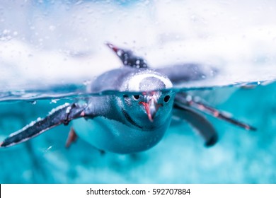 Gentoo Penguin In Water