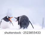 Gentoo penguins in Antarctica. Wild nature