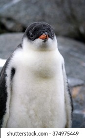 Gentoo Penguins Chick In A Creche On A Flat Rock, Facing Forward