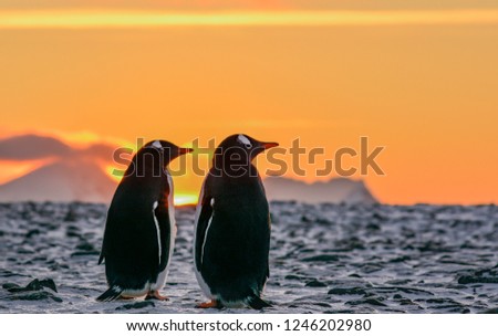Gentoo penguins couple watching the sunrise