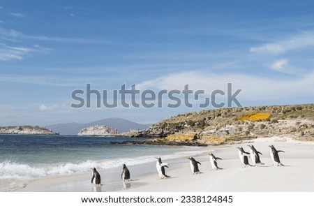 Gentoo penguins heading, in a line down the beach; Lost in a whiteout, Magellanic, penguins on beach; Odd man out, Gentoo among penguins; White sand beach, with penguins; Carcass Island, Falklands