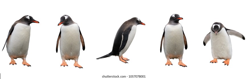 Пингвины Gentoo изолированы на белом фоне