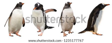 Gentoo penguins. isolated on white background