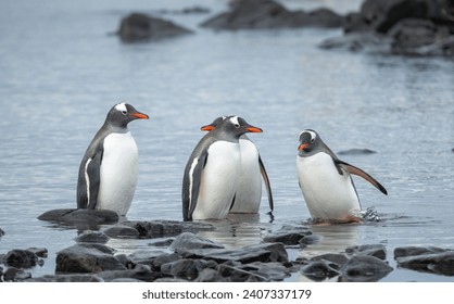 Pingüino Gentoo, isla Rey Jorge, Antártida